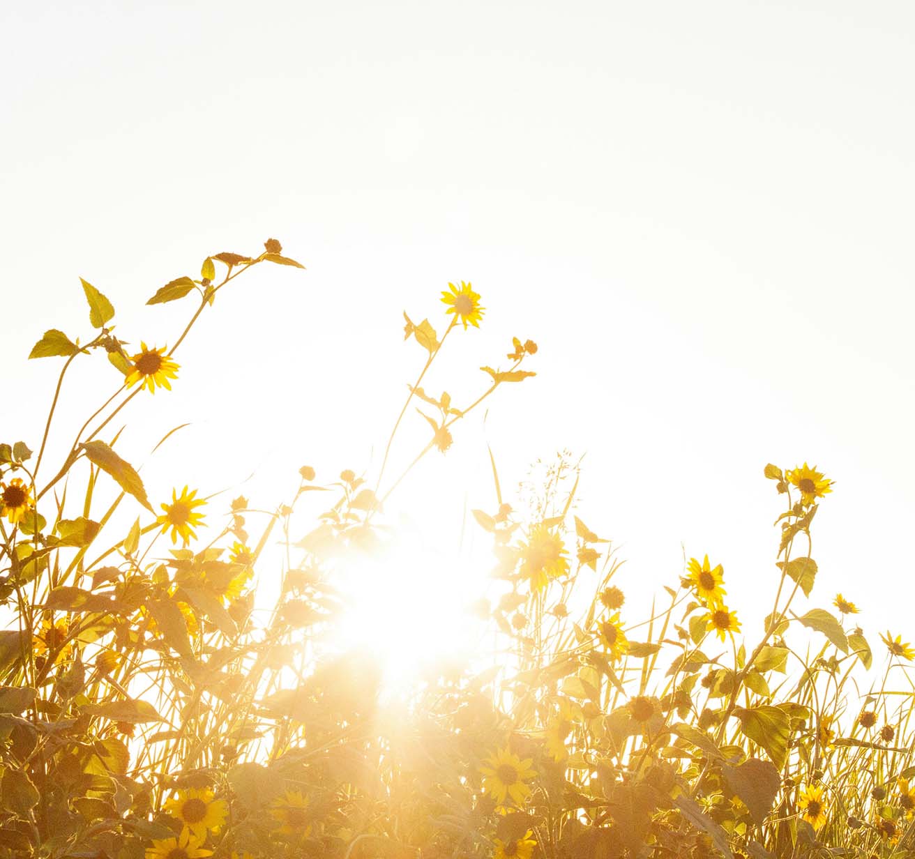 Sunflowers in bloom.