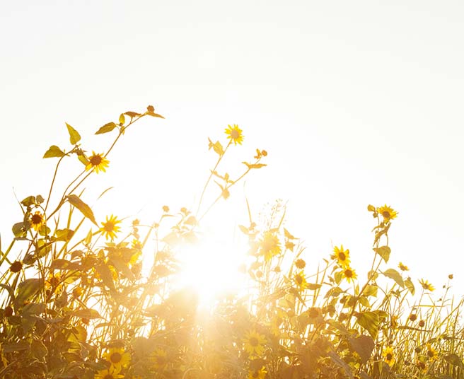 Sunflowers in bloom.