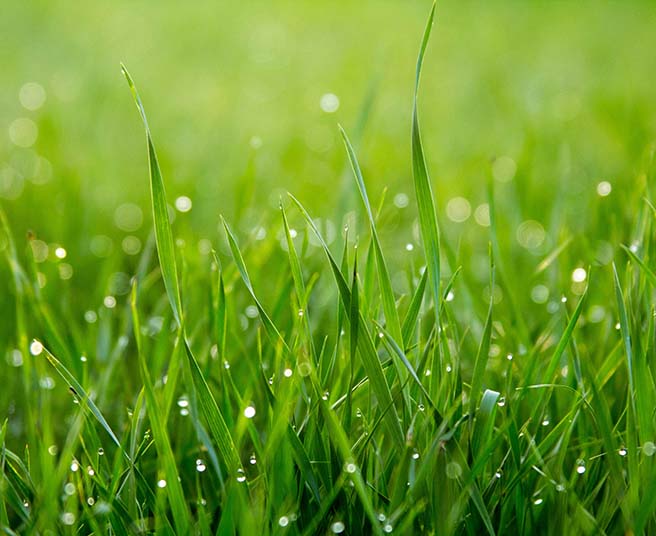 Blades of grass with morning dew drops.