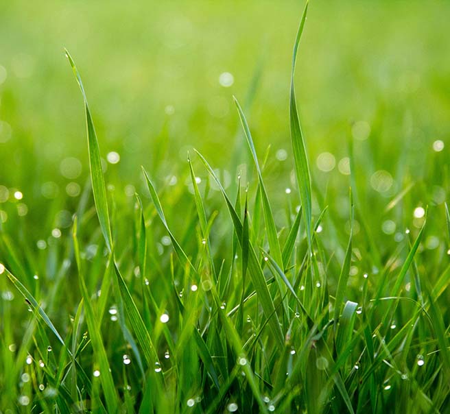 Blades of grass with morning dew drops.