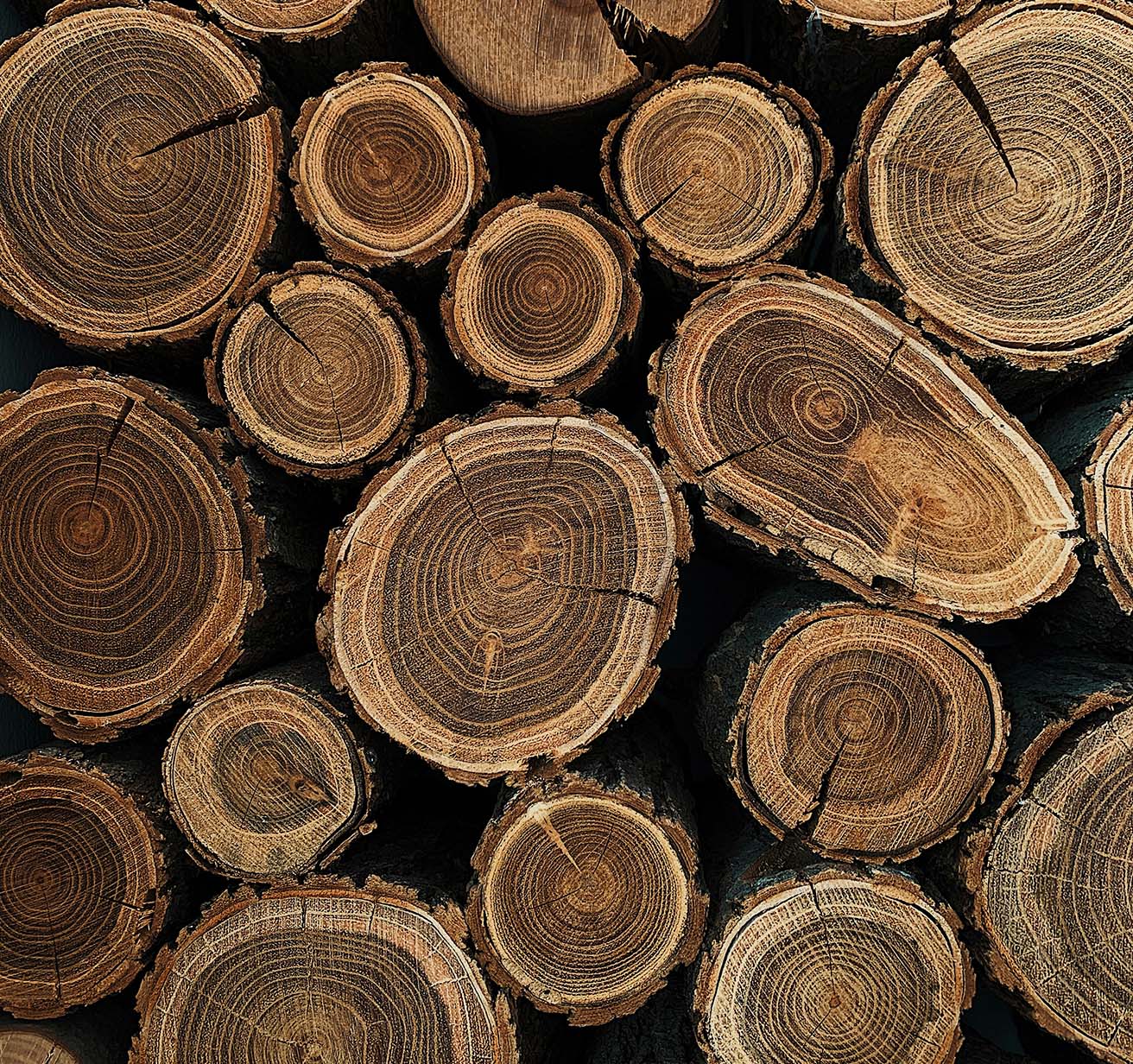Pile of cut pieces of wood showing age rings.