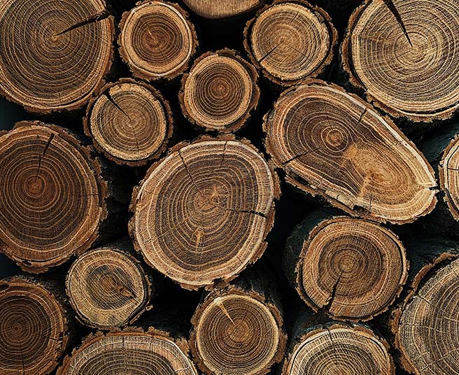 Pile of cut pieces of wood showing age rings.